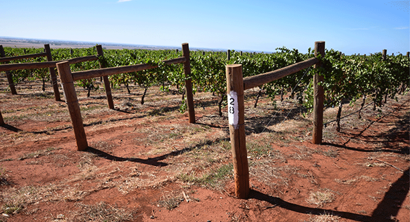 Merindoc Vintners Willoughby Bridge Vineyard